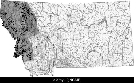 . Montana Amphibien und Reptilien status Assessment, Literatur und Erhaltung Plan. Amphibien und Reptilien; Indikatoren (Biologie); Lebensraum (Ökologie); Artenschutz. Rocky Mountain Tailed frog {Ascaphus montanus) Up-to-date Verbreitung und Status Informationen können auf TRACKER website die Montana natürlichen Erbes Programm an mtnhp.org. gefunden werden Verteilung/Taxonomie Bis vor Kurzem tailed Frösche waren als eine einzige Spezies mit einem disjunct Verteilung mit einer Küstenbevölkerung, angefangen von der nordwestlichen Kalifornien zur südwestlichen British Columbia von Hunderten getrennt erkannt Stockfoto