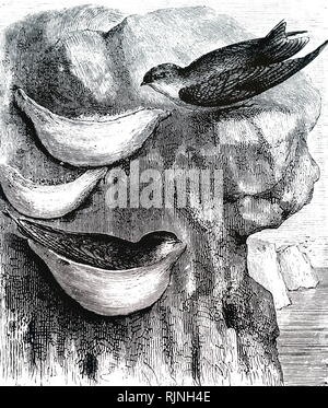 Eine Gravur der Darstellung esculent schlucken. Das Nest dieses Vogels ist als großer Delikatesse von den Chinesen. Vom 19. Jahrhundert Stockfoto
