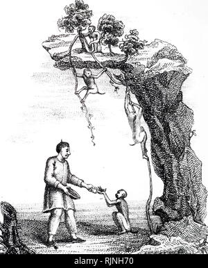 Eine Gravur, trainierten Affen verwendet wird Kaffee wächst an unzugänglichen Orten zu sammeln. Vom 19. Jahrhundert Stockfoto