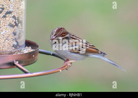 Lila Finch Stockfoto