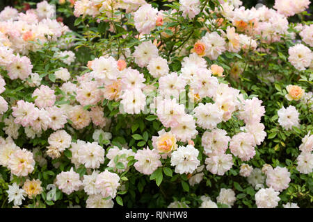 Rambling Rose in einen Englischen Garten. Stockfoto