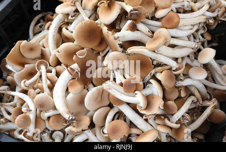 Boxen mit vielen frischen, rohen essbare Pilze genannt Cyclocybe aegerita oder Pappeln oder schwarzen Poplar mushroom Stockfoto