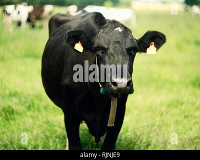 Schwarze Kuh auf der Wiese mit Variablen in den Ohren. Stockfoto