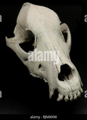 Die Zähne des Oberkiefers der Hunde Totenkopf auf schwarzem Hintergrund Stockfoto