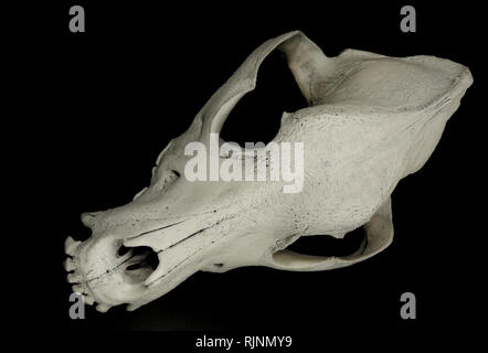 Obere Ansicht auf der frontalen Knochen von Hunden Schädel auf schwarze Oberfläche Stockfoto