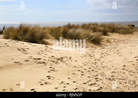 Sand und Dünen auf der exponierten Strand am Pakefield suffolk Stockfoto