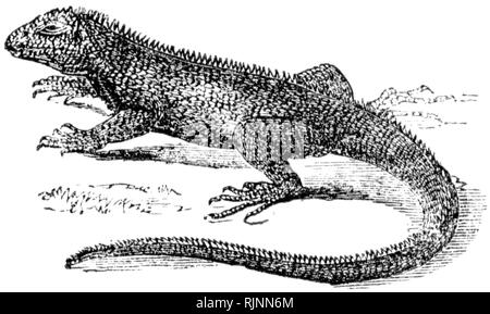 Holz graviert Illustration, von der "Schatzkammer der Natur" von Samuel Maunder, veröffentlicht 1848 Stockfoto