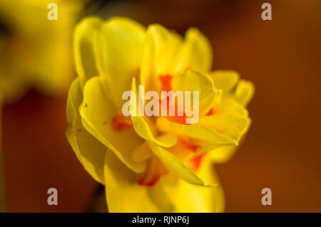 Erstaunlich große helle gelbe Narzissen im Sonnenlicht. - Nah-, Makro-, perfekte Bild für Grußkarte, Frühling Hintergrund. Stockfoto