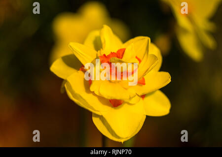 Erstaunlich große helle gelbe Narzissen im Sonnenlicht Stockfoto