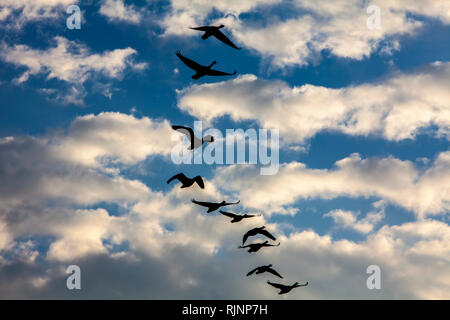 Fliegende Gänse, Kappeln, Schleswig-Holstein, Deutschland, Europa Stockfoto