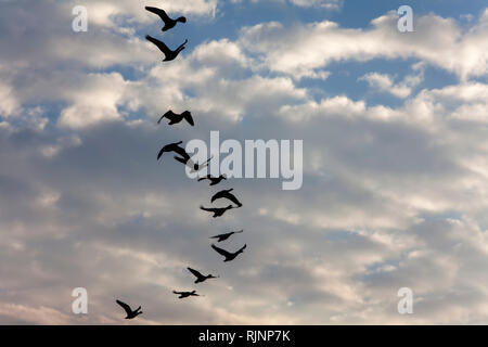 Fliegende Gänse, Kappeln, Schleswig-Holstein, Deutschland, Europa Stockfoto