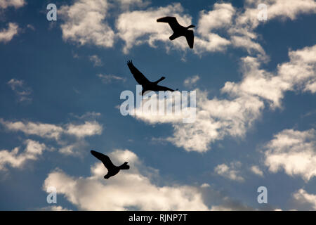 Fliegende Gänse, Kappeln, Schleswig-Holstein, Deutschland, Europa Stockfoto