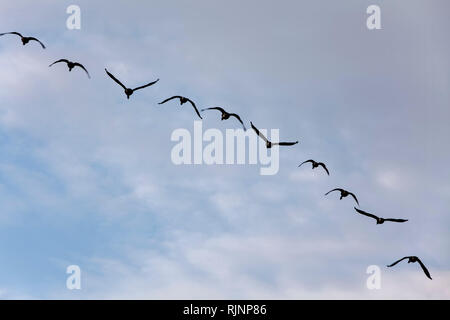 Fliegende Gänse, Kappeln, Schleswig-Holstein, Deutschland, Europa Stockfoto