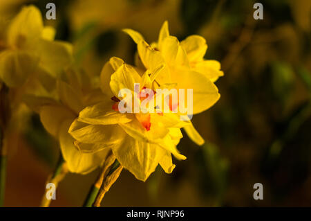 Erstaunlich große helle gelbe Narzissen im Sonnenlicht Stockfoto