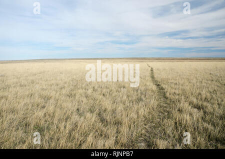 Buffalo Trail auf einem trockenen See Bett auf der Great Plains im Frühjahr. Amerikanische Prairie Reserve südlich von Malta im Phillips County, Montana. Stockfoto