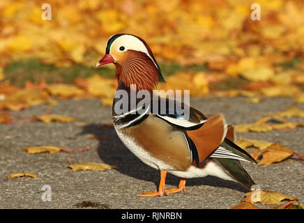 Mandarinente Männchen und gelbe Herbstblätter Stockfoto