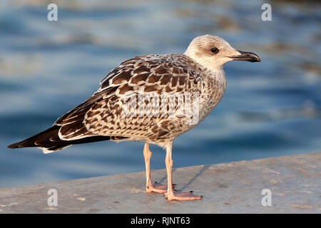 Junge europäische Silbermöwe, closeup Schuß Stockfoto