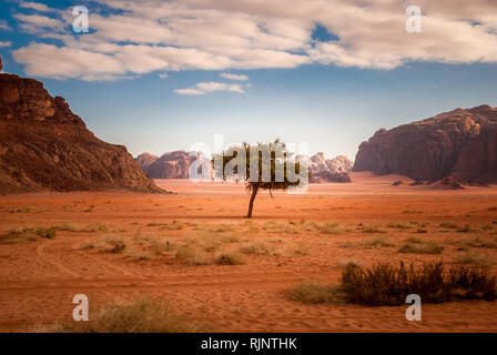 Einsamer Baum in der Mitte der Wüste des Wadi Rum in Jordanien, Naher Osten Stockfoto