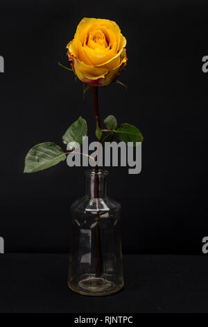Gelbe Rose Isoliert gegen Schwarze Stockfoto
