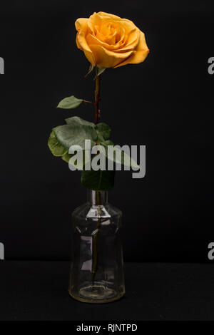 Gelbe Rose Isoliert gegen Schwarze Stockfoto