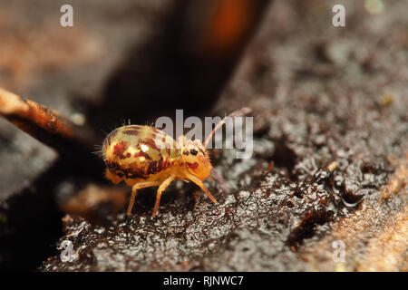 Kugelförmige Springtail (Dicyrtomina saundersi) in Ruhe auf Baumstumpf. Tipperary, Irland Stockfoto