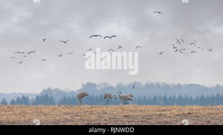 Kanadakraniche Overhead in Während mehrere auf dem Boden essen die Reste einer vor Kurzem gepflügten Feldes zu migrieren. Stockfoto