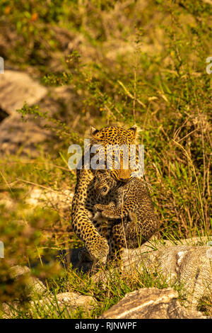 Weibliche afrikanische Leopardin (Panthera pardus), die ihr Junges im Mund in der Masai Mara in Kenia in Sicherheit trägt Stockfoto