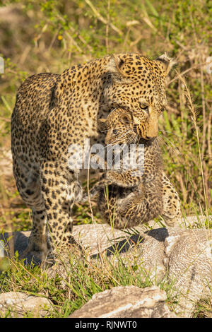 Weibliche afrikanische Leopardin (Panthera pardus), die ihr Junges im Mund in der Masai Mara in Kenia in Sicherheit trägt Stockfoto