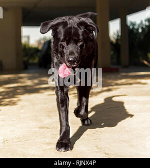 Portrait von schwarze Dogge in Richtung Kamera läuft. Stockfoto