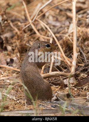 Ein männlicher Unstriped Erdhörnchen, Xerus rutilus, Samburu Game Reserve; Kenia Stockfoto