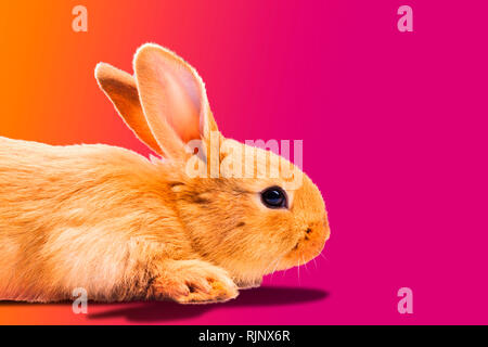 Niedliche Kaninchen auf einem rosa Hintergrund Stockfoto