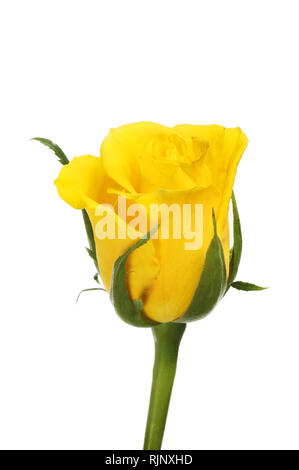 Einzelne gelbe Rose Blume gegen Weiße isoliert Stockfoto
