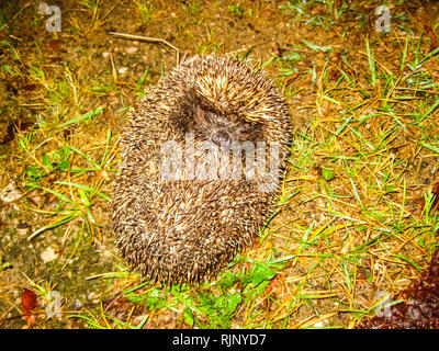 Igel im Gras, ein Säugetier Igel läuft durch das Gras in der Nacht. Stockfoto