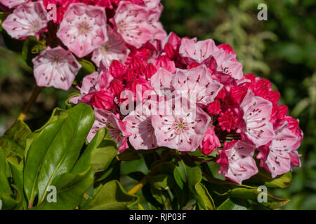 Mountain Laurel (Kalmia latifolia), Nahaufnahme der Blüte Stockfoto