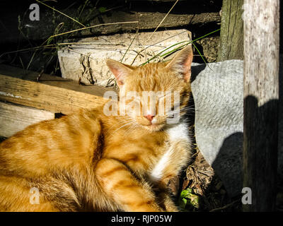 Schlafen rote Katze liegt in der Sonne wärmt. Schlafen rote Katze liegt in der Sonne wärmt. Stockfoto