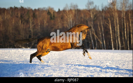 Hirschleder Achaltekkiner teke Hengst spielt in der schneebedeckten Feld im Winter steht auf den Hinterbeinen. Horizontale, Seitenansicht, in Bewegung. Stockfoto