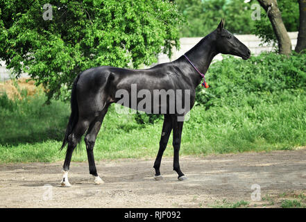 Schwarze junge Achaltekkiner teke horse Exterieur Foto mit Dekoration auf dem Hals auf dem grünen Hintergrund. Horizontale, Seitenansicht, Stockfoto