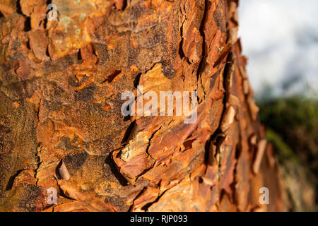 Die Rinde eines reifen paperbark Ahorn (Acer griseum) Stockfoto