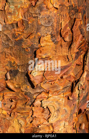 Die Rinde eines reifen paperbark Ahorn (Acer griseum) Stockfoto