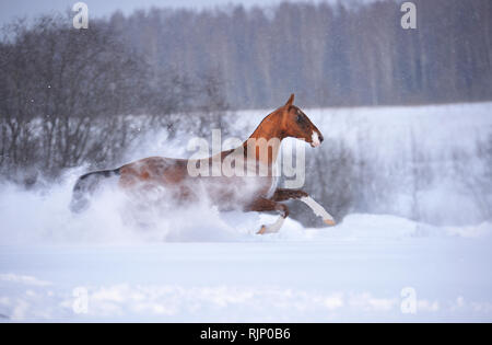 Bucht Achaltekkiner teke Hengst schnellen Galopp durch tiefen Schnee im Winter. Horizontale, Seitenansicht, in Bewegung. Stockfoto