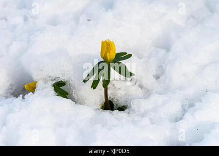 A winter aconite (Eranthis hyemalis) in the snow Stockfoto