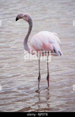 Rosa Flamingo allein stehend im Wasser in einem See in den Galapagos Inseln an einem bewölkten Tag, in einem Fuß Wasser mit rosa Federn Stockfoto