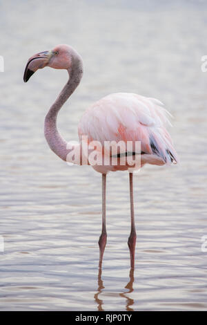 Rosa Flamingo allein stehend im Wasser in einem See in den Galapagos Inseln an einem bewölkten Tag, in einem Fuß Wasser mit rosa Federn Stockfoto