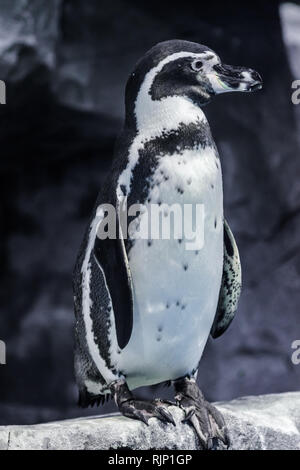 Humboldt-pinguin (spheniscus Humboldti), stehend mit Felsen Hintergrund Stockfoto