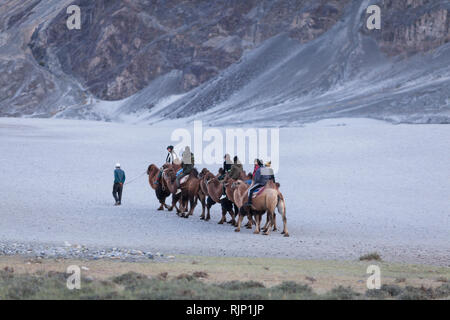 Gruppe von Touristen reiten baktrischen Kamele in den Dünen in der Nähe von Hunder, Nubra Valley, Ladakh, Jammu und Kaschmir, Indien Stockfoto