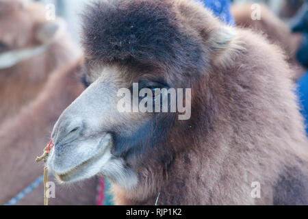 Baktrischen Kamel (camelus bactrianus) für Kamelreiten für Touristen im Bereich der Hunder, Nubra Valley, Ladakh, Jammu und Kaschmir, Indien verwendet Stockfoto