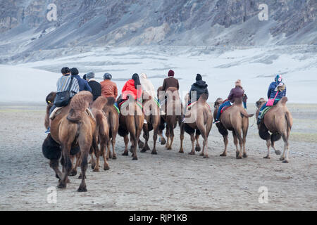 Gruppe von Touristen reiten baktrischen Kamele in den Dünen in der Nähe von Hunder, Nubra Valley, Ladakh, Jammu und Kaschmir, Indien Stockfoto