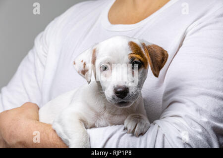 Horizontale Portrait von Stattlichen fröhliche Mann hält Jack Russell terrirer, hat mich Ausdruck Stockfoto