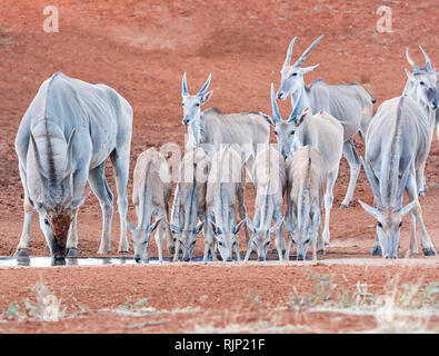 Eine Herde Eland an einem Wasserloch in der südlichen afrikanischen Savanne Stockfoto