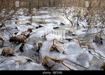 Eis bedeckte Fläche mit Bäumen während der Wintersaison in Great Swamp National Wildlife Refuge. Morris County. New Jersey Sumpf. USA Stockfoto